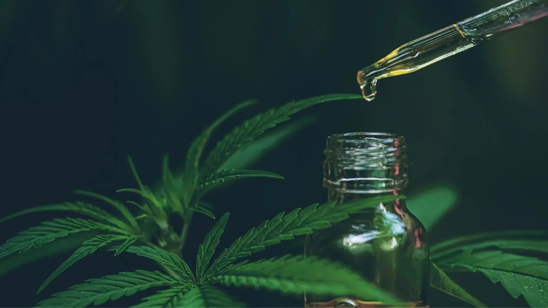 CBD e olio di canapa