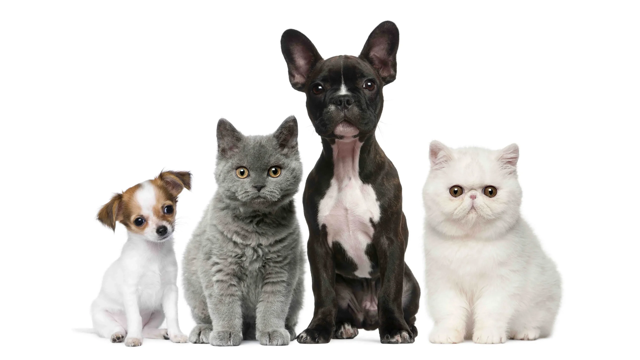Olio di CBD per animali domestici